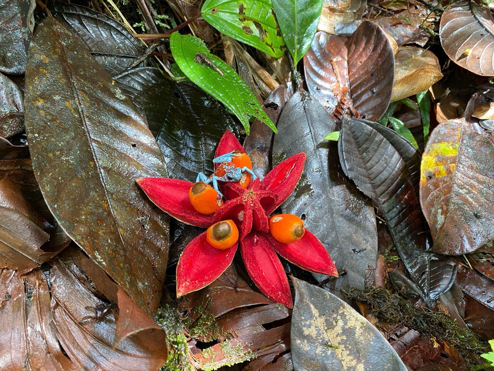 Ranas venenosas liberadas en Tumaco (Nariño).
