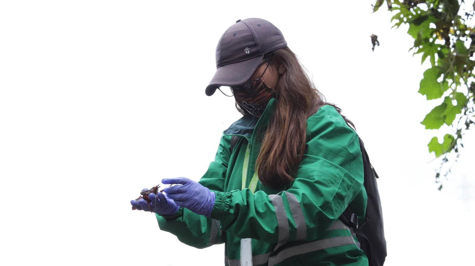 Las recomendaciones desde la Secretaría de Ambiente es no manipular, no capturar, no consumir de ninguna manera estos animales.