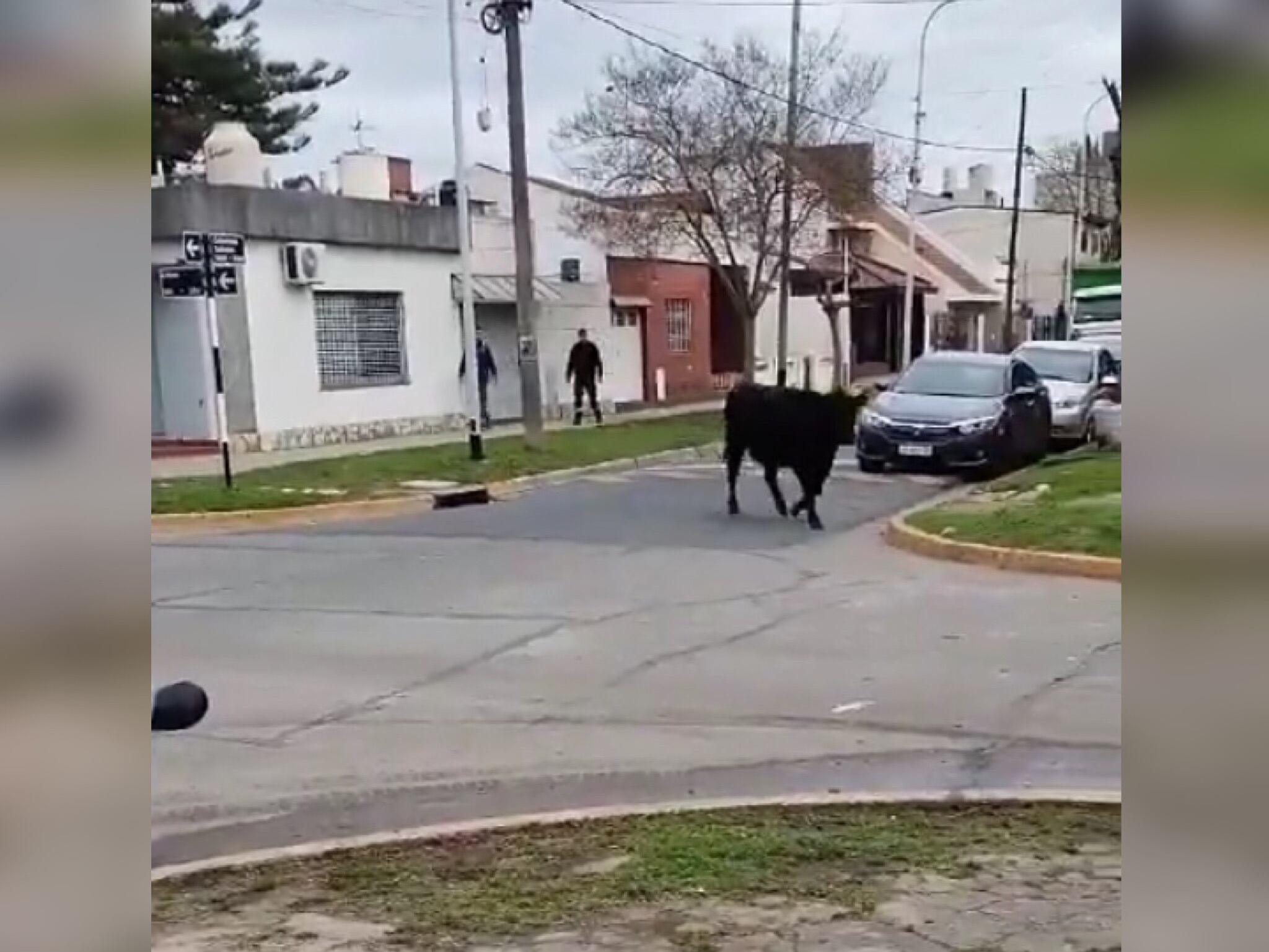 Vacas. Foto: X @fedepp29.