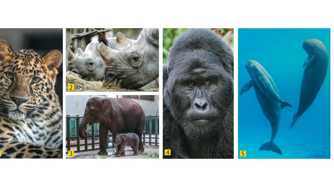 1. Leopardo del Amur
2. Rinoceronte negro
3. Elefante de Sumatra
4. Gorila Occidental del río Cross
5. Mariposa sin aleta