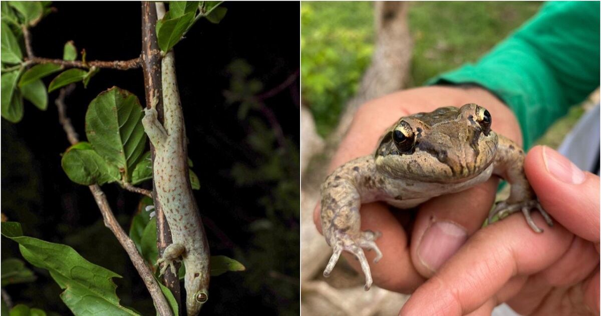 Lagartos y ranas en Providencia