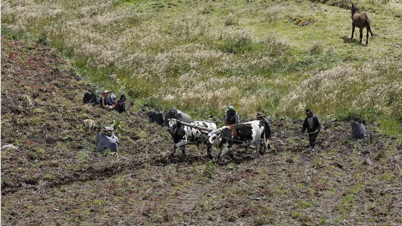 La ganadería del país debería encaminarse hacia una alta productividad en la que se usen de manera efectiva y sostenible los recursos naturales. Foto: Mongabay