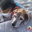 El perro se llamaba Walter.