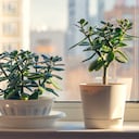 El árbol de jade se da en diferentes presentaciones.