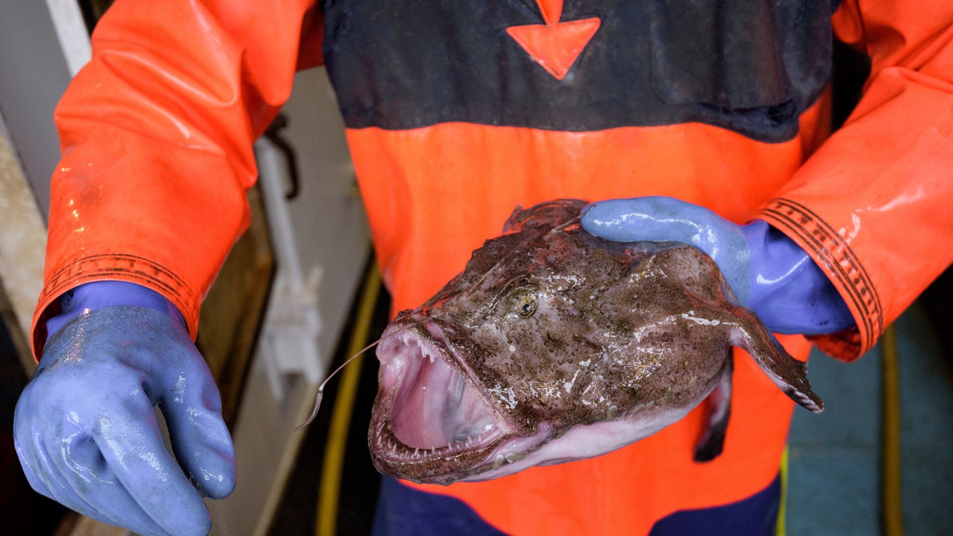 Su nombre científico hace referencia a su comportamiento, ya que actúa como un “pescador” que atrae a sus presas.