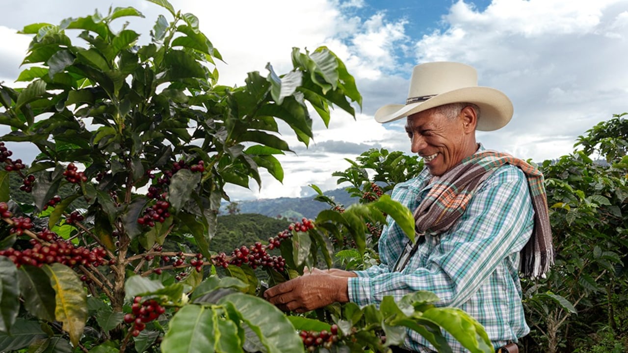 Colombia, tercer productor mundial de café, por detrás de Brasil y Vietnam, cuenta con más de 600 municipios cafeteros en los que unas 540.000 familias viven de su cultivo.