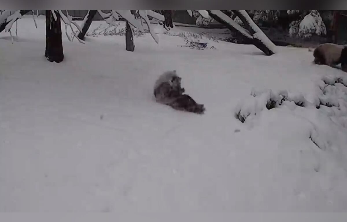 Instagram:@smithsonianzoo