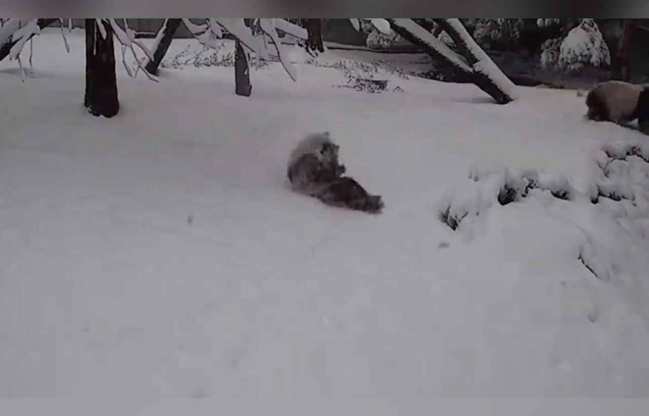 Instagram:@smithsonianzoo