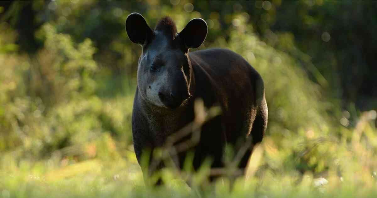 En Colombia hay reportadas tres especies de dantas. La de tierras bajas habita en la Amazonia y Orinoquia, y está amenazada por problemáticas como la deforestación. Foto: "El Pato" Salcedo (WCS).