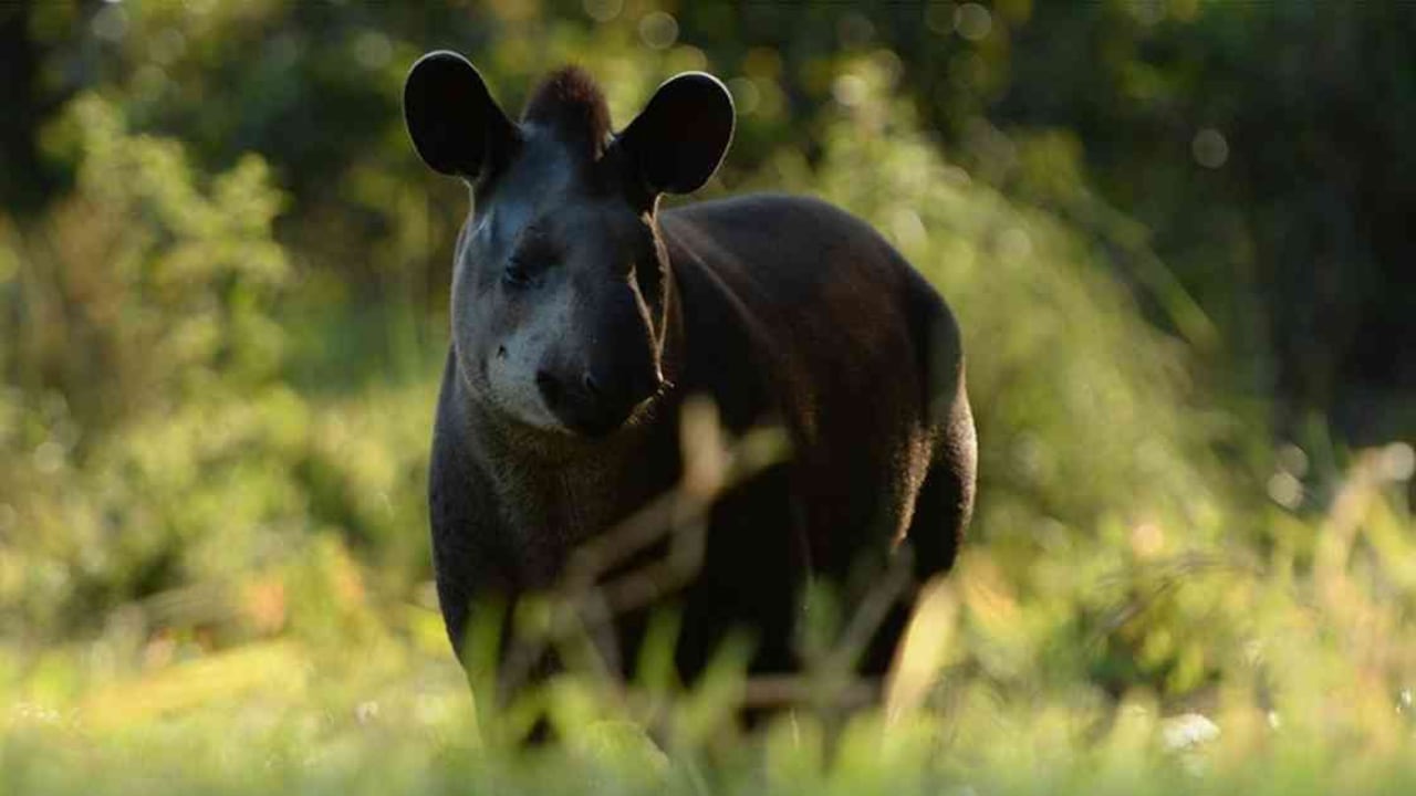 En Colombia hay reportadas tres especies de dantas. La de tierras bajas habita en la Amazonia y Orinoquia, y está amenazada por la deforestación. Foto: "El Pato" Salcedo (WCS).