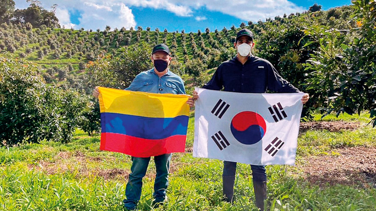 Este martes salió el primer cargamento de aguacate Hass nacional hacia el país asiático, según informó el Ministerio de Agricultura.