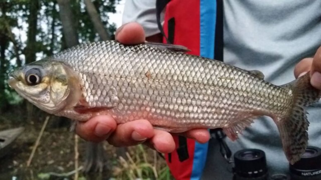 La investigación fue realizada por científicos colombianos, uruguayos y chinos.