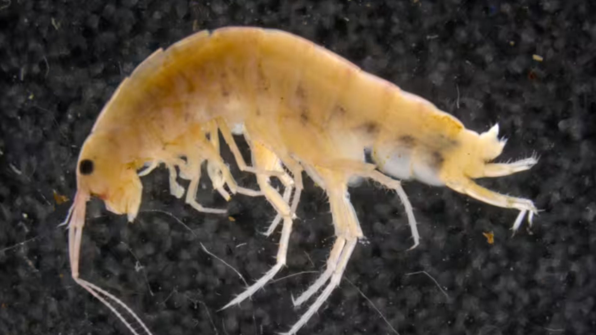 El equidna de pico largo de Attenborough pertenece al reducido grupo de los monotremas, mamíferos que ponen huevos.