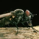 Esta es la razón por la que las moscas se la pasan en la suciedad.