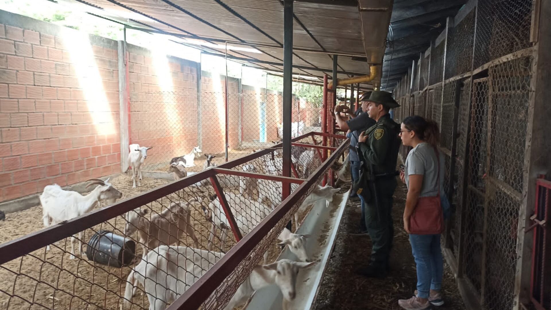 Animales rescatados en Cali.