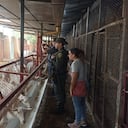 Animales rescatados en Cali.