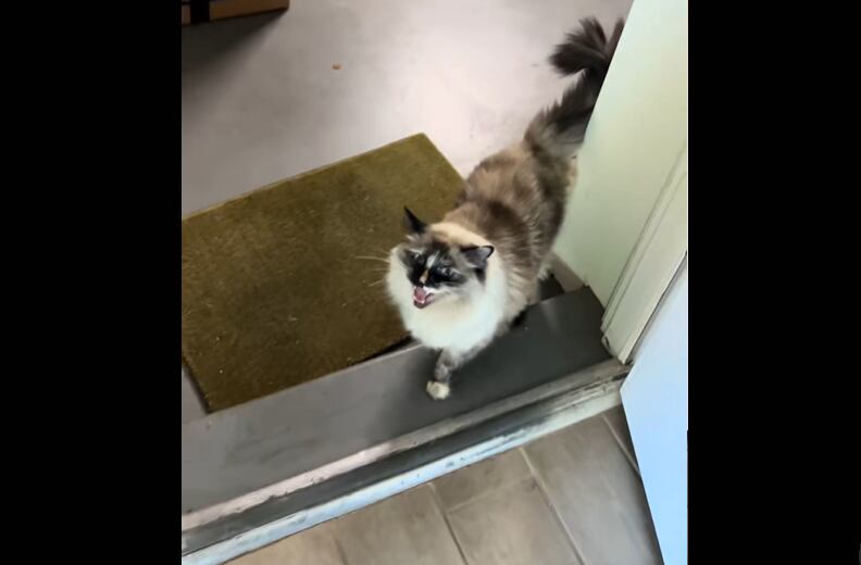 La adaptación de una gatica a un entorno desconocido quedó registrada en un breve clip.