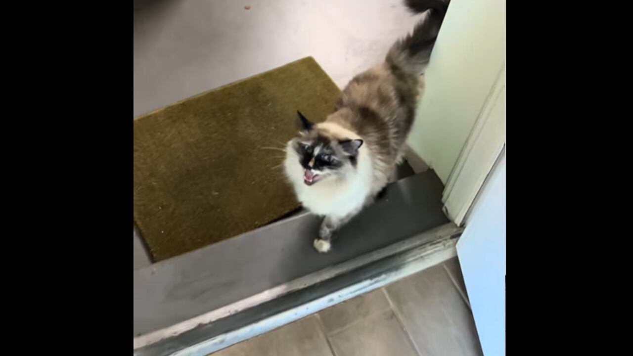 Una escena cotidiana con una gata inquieta terminó abriéndose paso en redes sociales.