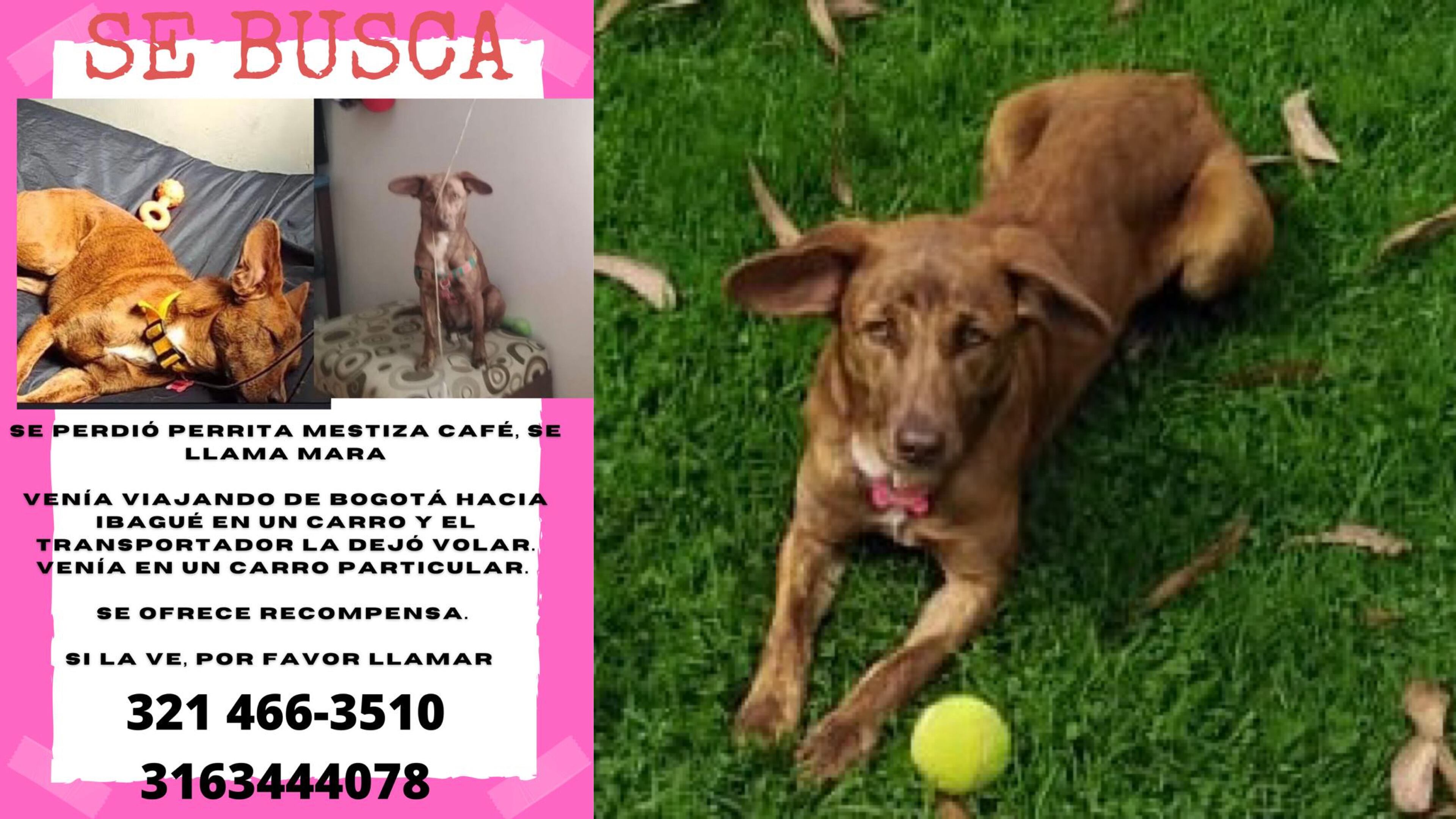 Un hombre dejó escapar a Mara y no da detalles sobre su paradero, ¿la ha visto?