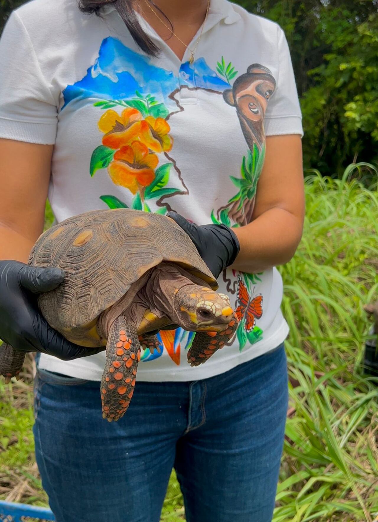 Entre las especies liberadas por Drummond estuvieron 30 tortugas morrocoy (Chelonoidis carbonaria).