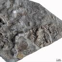 El pez fue descubierto en un fósil escaneado en 2020. Foto: Europa Press.