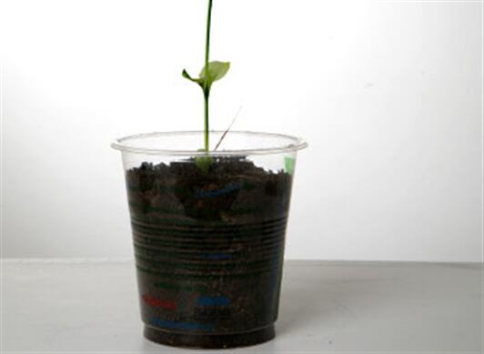 Vasos biodegradables, producidos con almidón de maíz, se reciclan y van a una planta de compostaje para producir abono para las plantas.