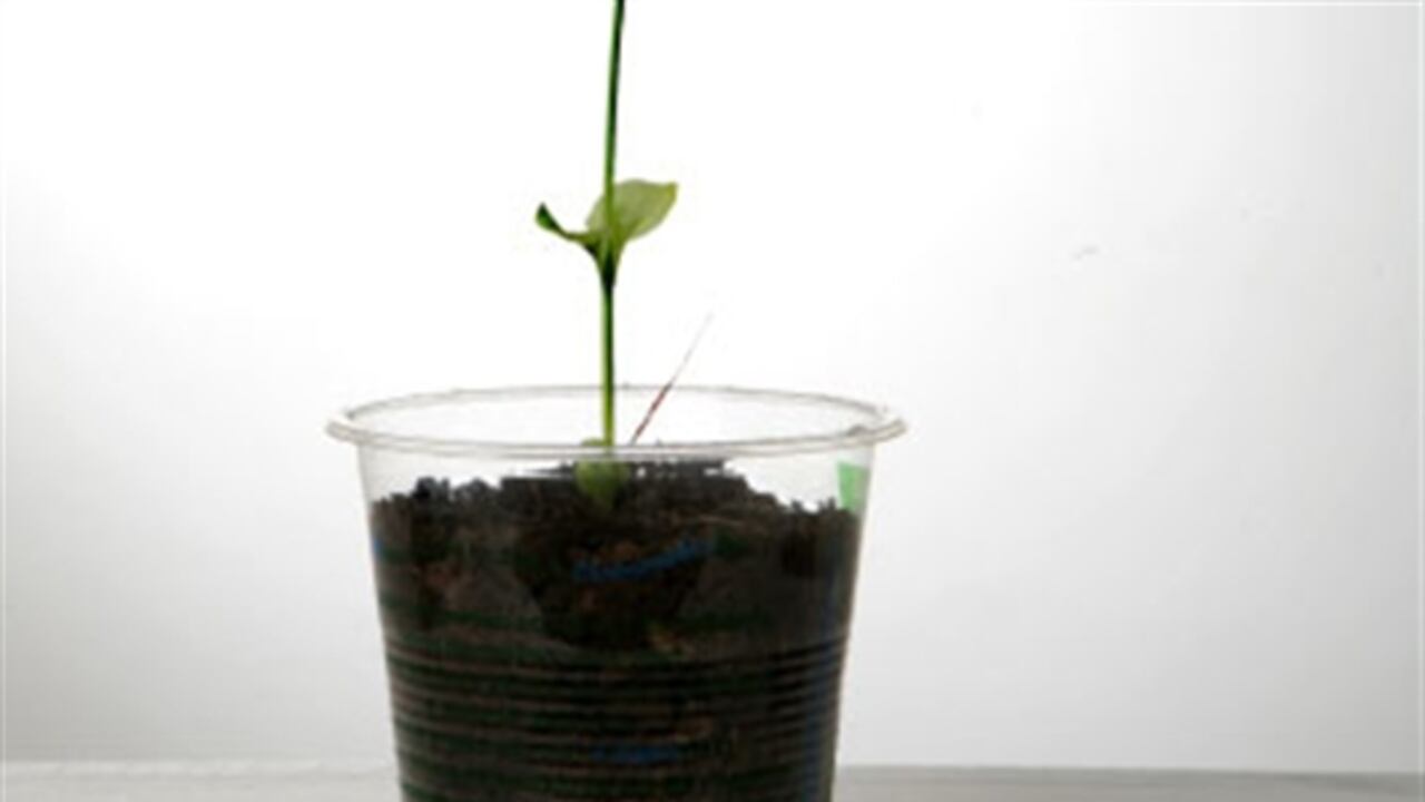 Vasos biodegradables, producidos con almidón de maíz, se reciclan y van a una planta de compostaje para producir abono para las plantas.