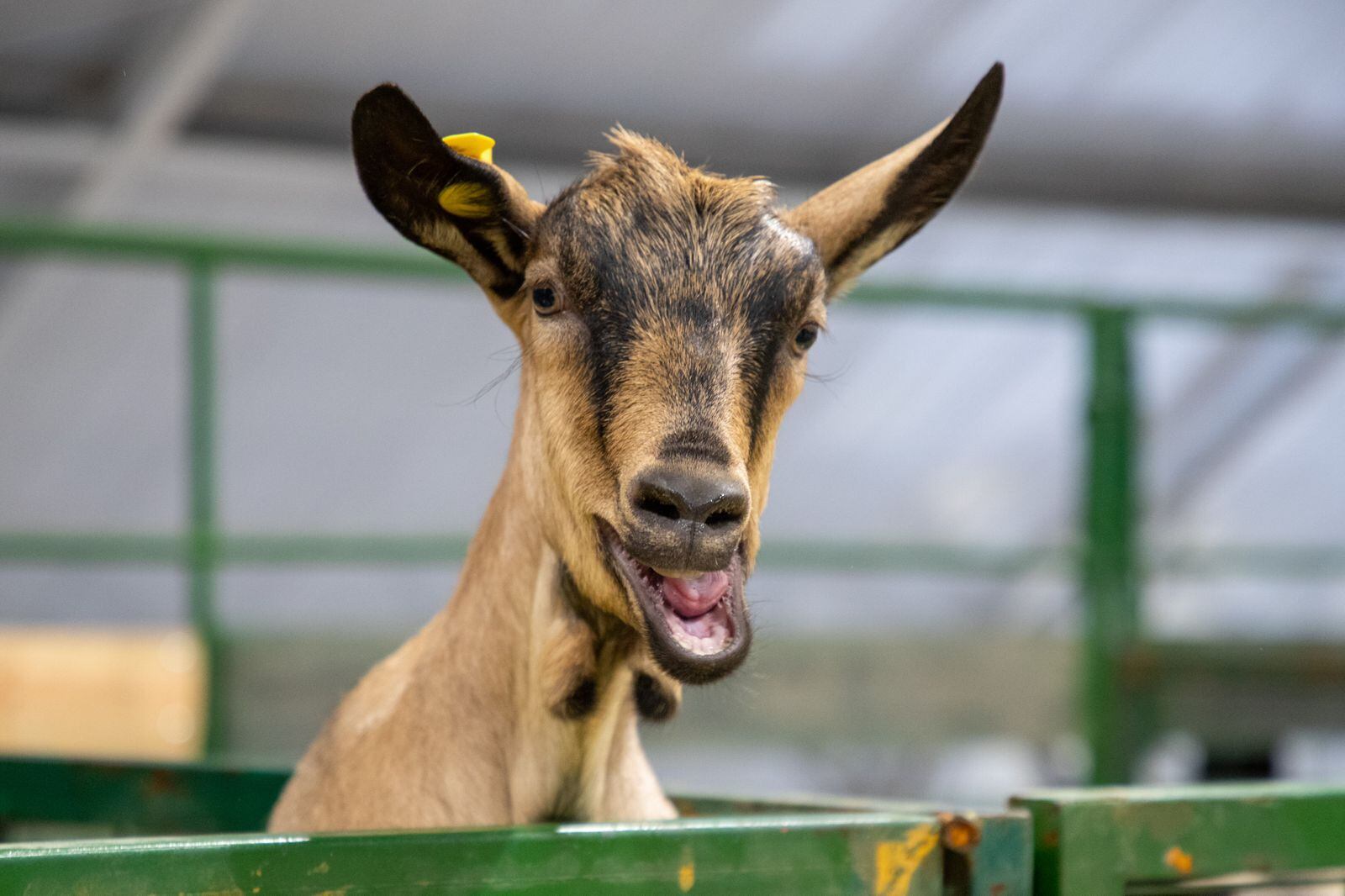 Una cabra posa curiosa ante la cámara durante Agroexpo 2025, una de las ferias agropecuarias más importantes del país.