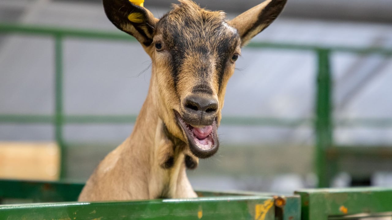 Una cabra posa curiosa ante la cámara durante Agroexpo 2025, una de las ferias agropecuarias más importantes del país