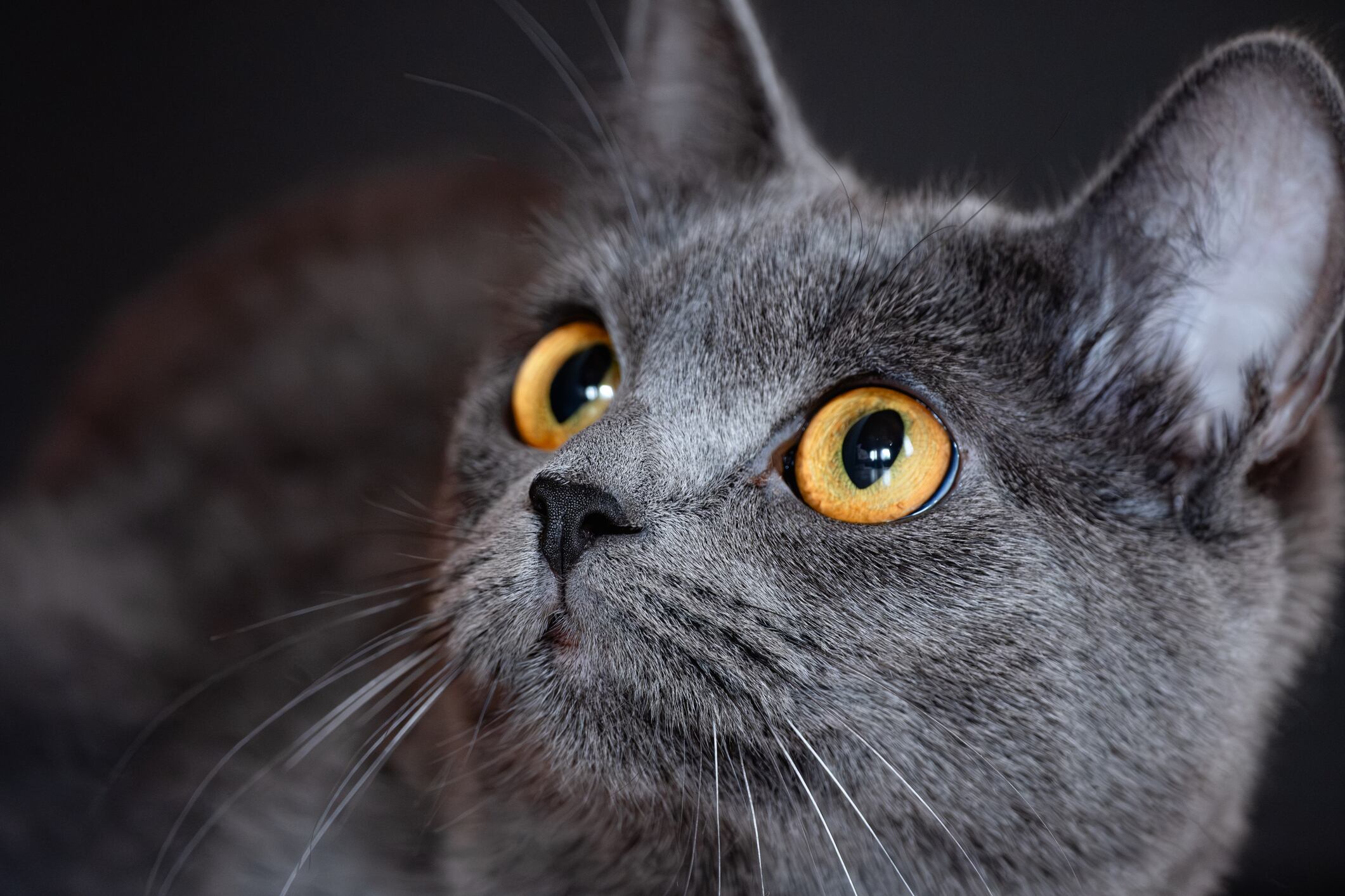 Gato Azul Ruso.