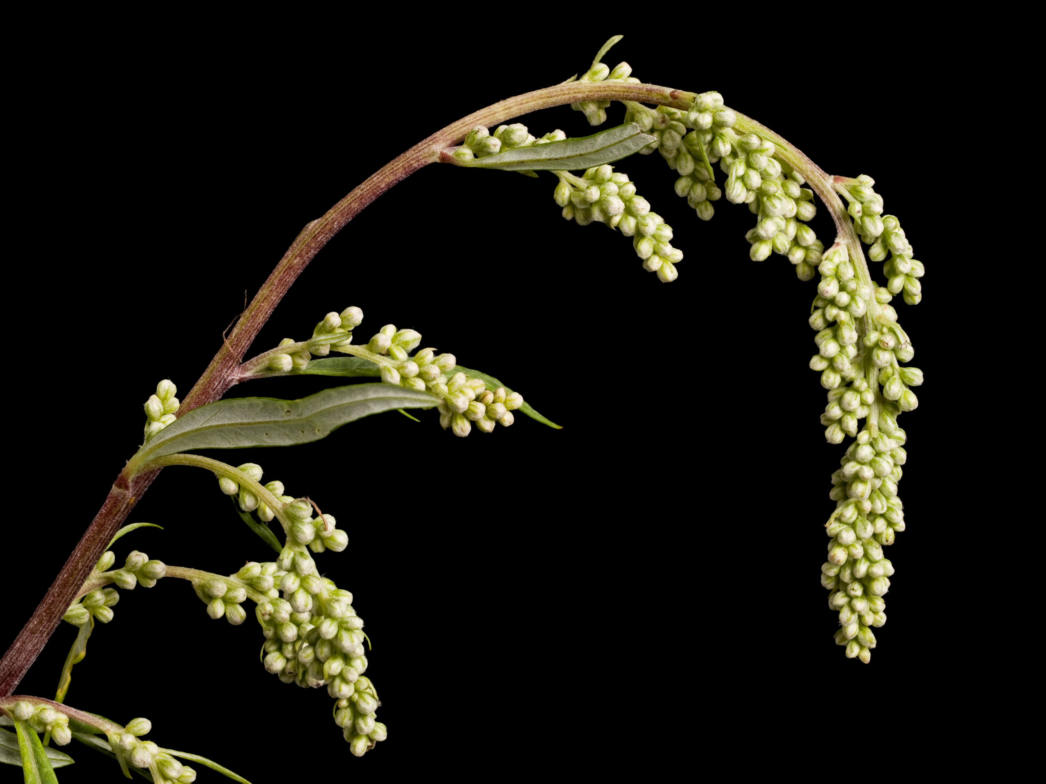 El ajenjo es una de las plantas medicinales más utilizadas para combatir ciertas enfermedades.