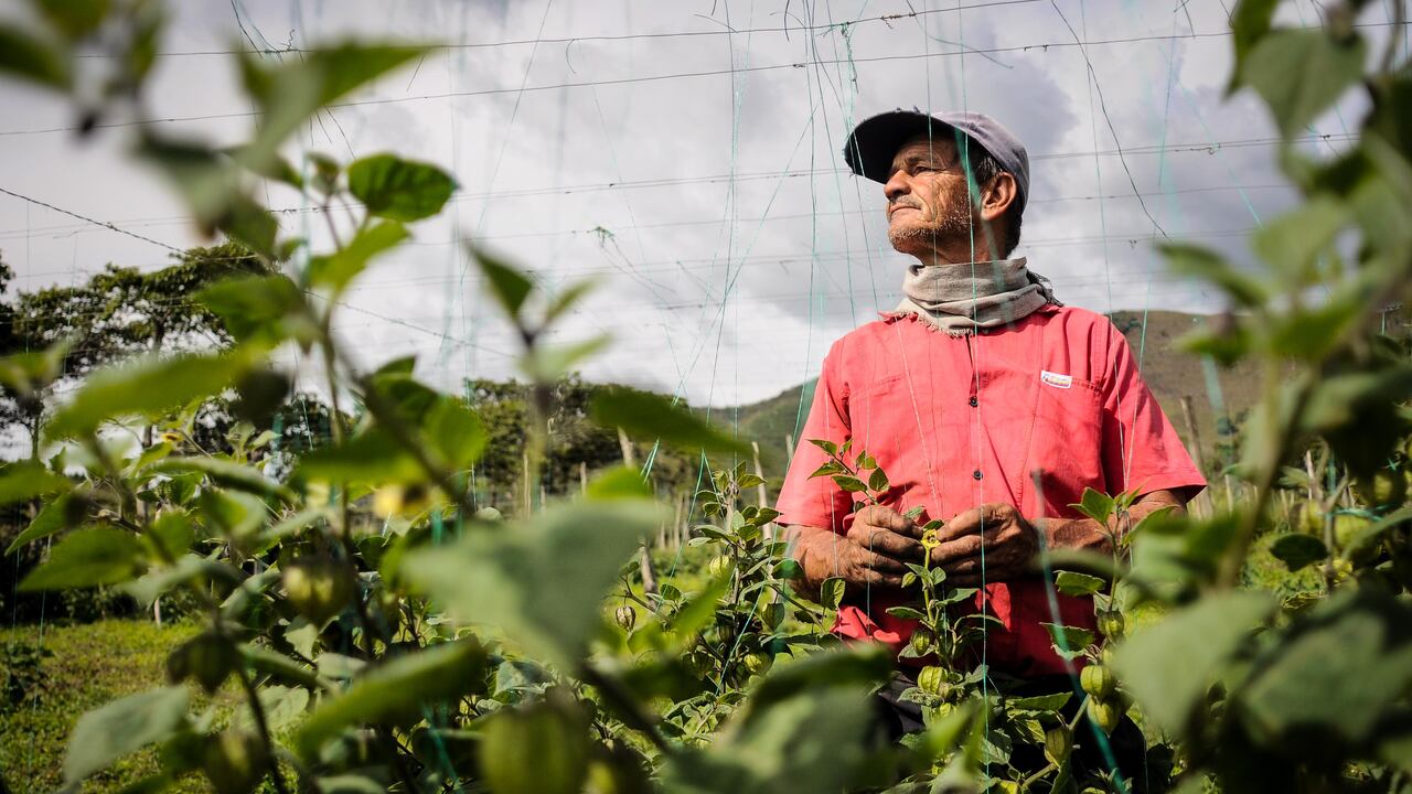 Los sectores productivos que presentaron una mayor accidentalidad fueron agricultura, ganadería, caza y silvicultura, con una tasa de 13,75 por cada 100 trabajadores.