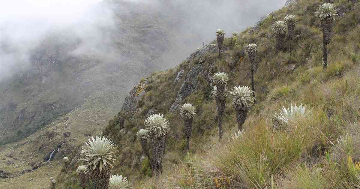 El páramo de Santurbán es clave en la preservación de las fuentes hídricas del nororiente del país. Foto: Más Media