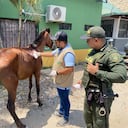 Maltrato animal en Cartagena