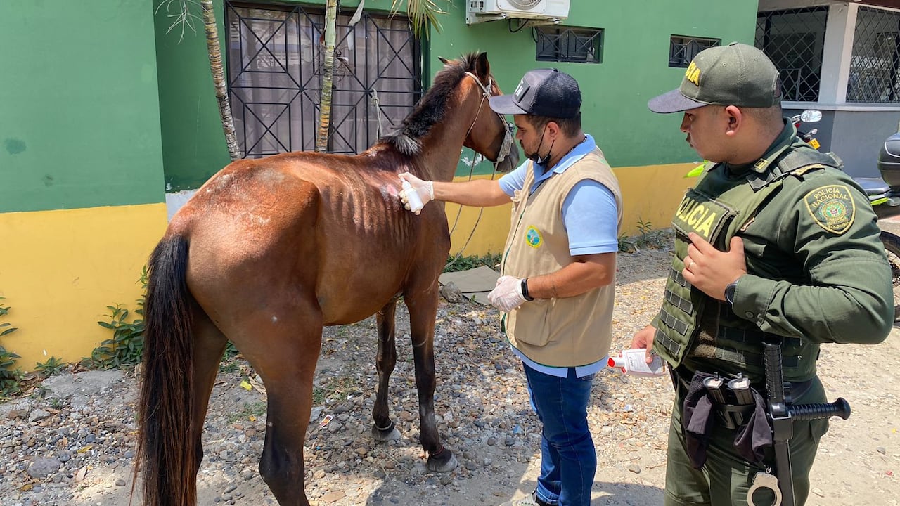 Maltrato animal en Cartagena