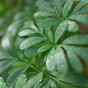 Un hogar en equilibrio: Cómo la ruda puede ayudar a mantener una atmósfera positiva.