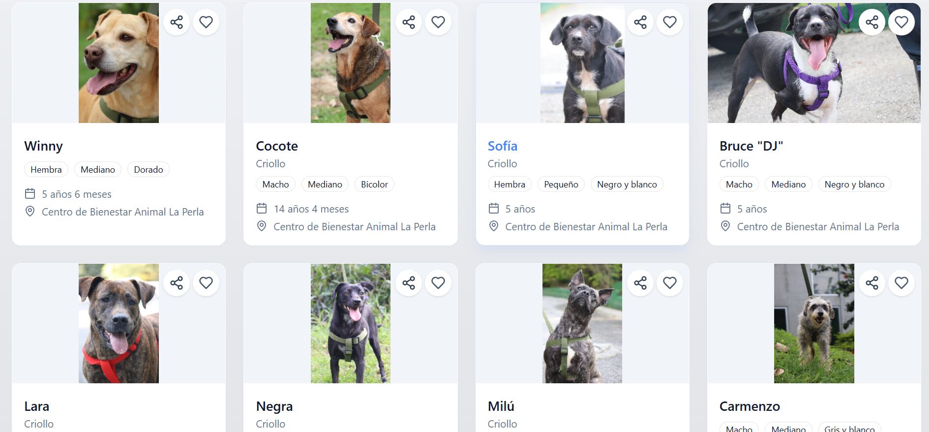 Esta es la nueva iniciativa que tomó la Alcaldía de Medellín para la adopción de animales domésticos - Imagen extraída de la pagina web de SabueSOS - API