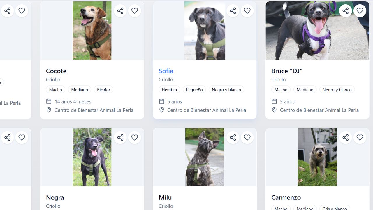 Esta es la nueva iniciativa que tomó la Alcaldía de Medellín para la adopción de animales domésticos - Imagen extraída de la pagina web de SabueSOS - API