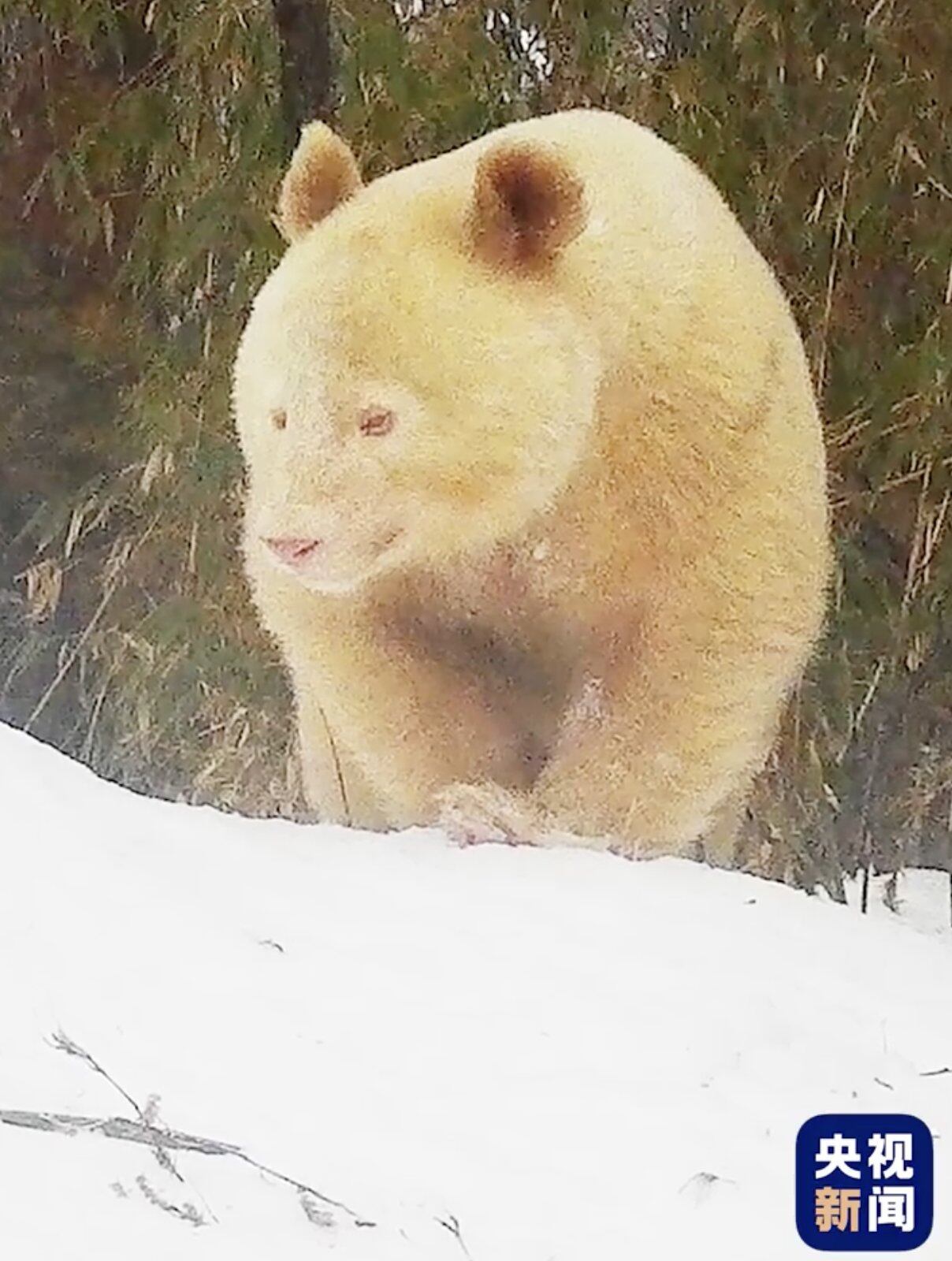 A finales del mes de mayo, este inusual animal fue captado en vídeo en los bosques de China.