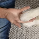 ¿Qué significa que el perro ponga sus patas encima del dueño?