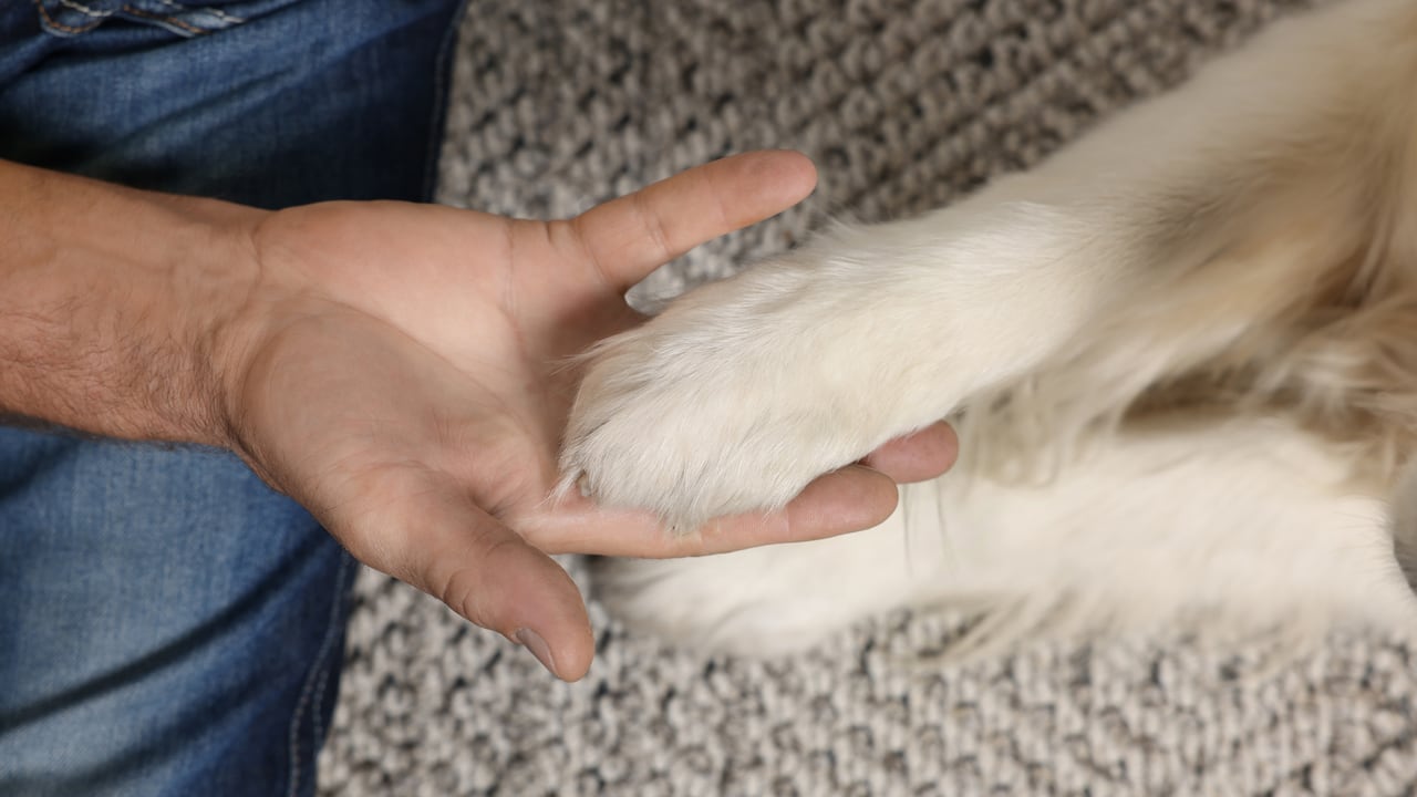 ¿Qué significa que el perro ponga sus patas encima del dueño?