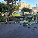 Caída de árbol sobre ruta escolar