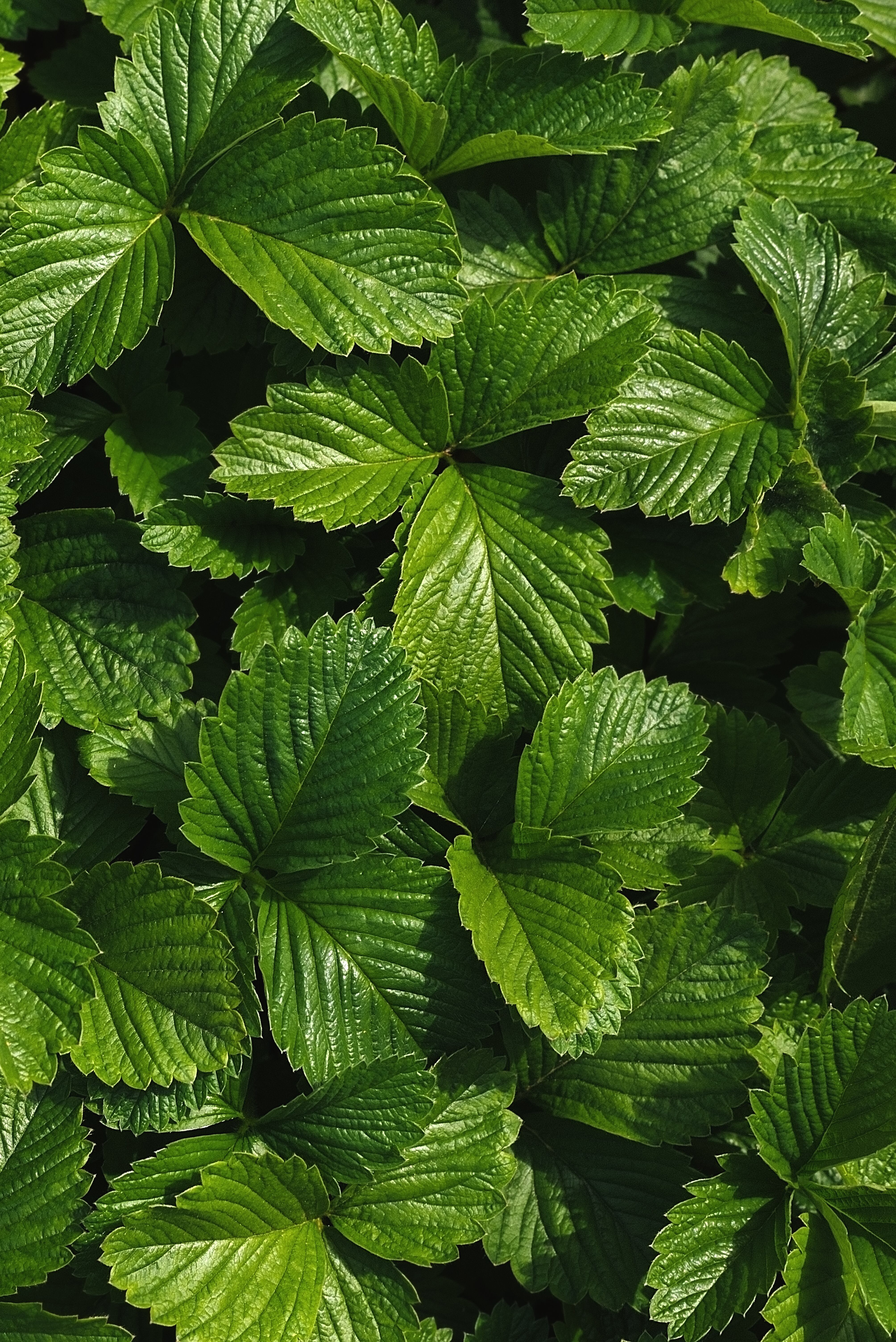 Las hojas de fresa ayudan a aliviar el dolor, reduciendo dolores de estómago, náuseas, hinchazón, diarrea, mala digestión y reflujo.