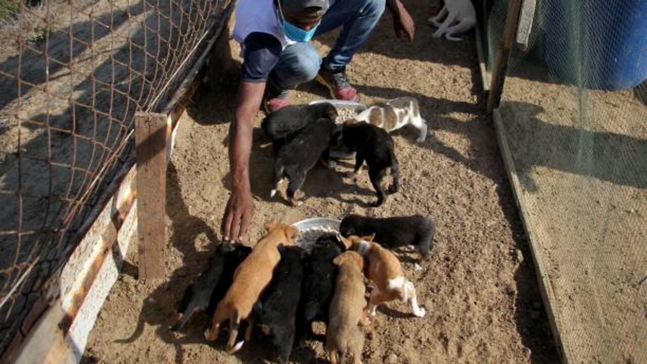 Heróico: este es el refugio a donde llegan animales abandonados o perdidos por los enfrentamientos en Gaza