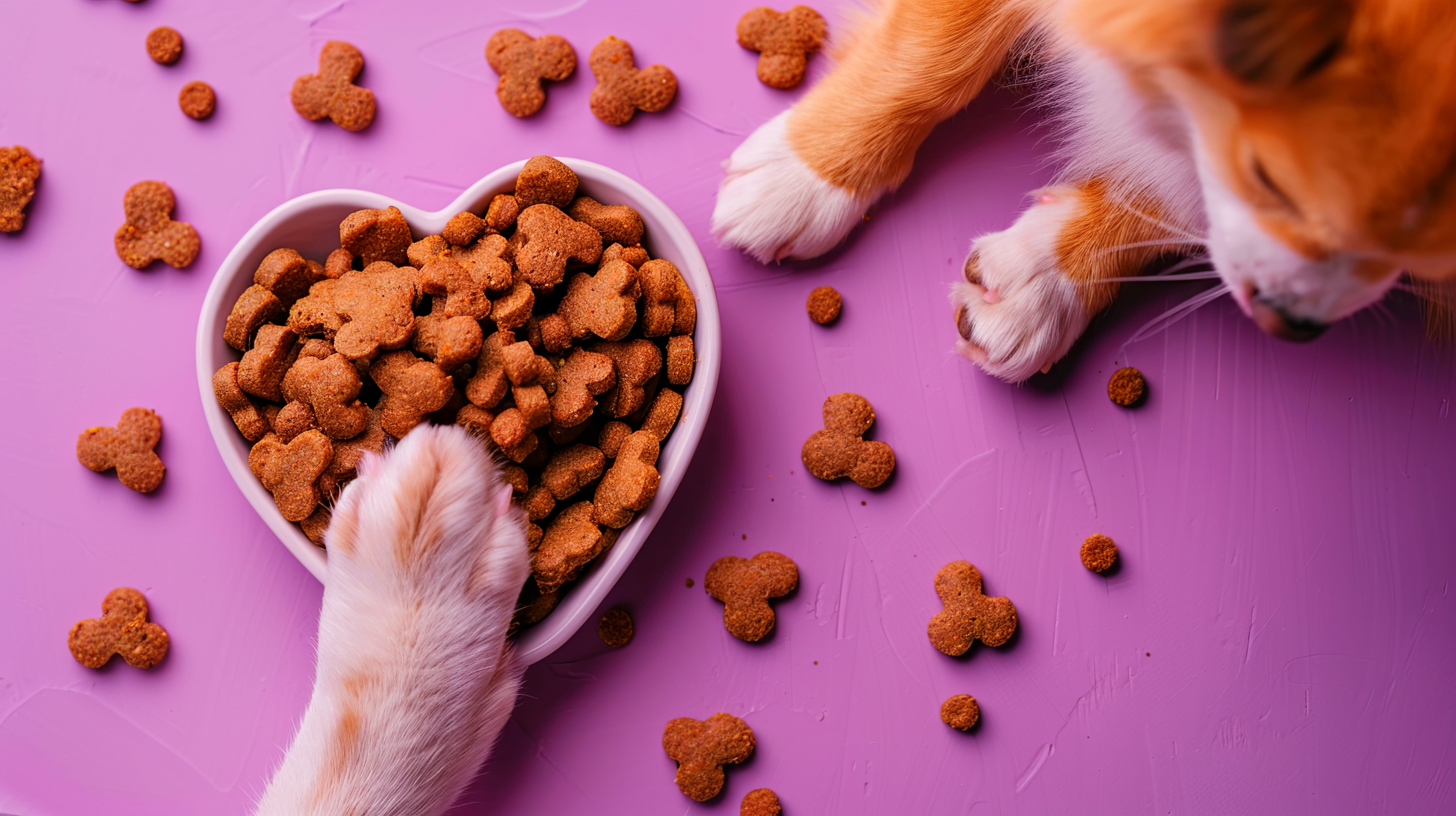 Los perros y gatos tienen comida y dietas especializadas para cuidar su salud y bienestar.