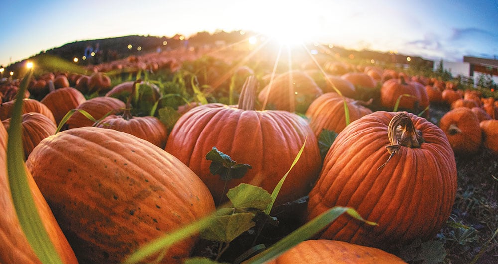 Los campos empiezan a teñirse de naranja a partir de septiembre. Las calabazas pesan entre 13 y 22 kilogramos.