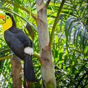 Tucán de pico de quilla en estado salvaje. Hermosa ave multicolor en Colombia. Ramphastos sulfuratus.