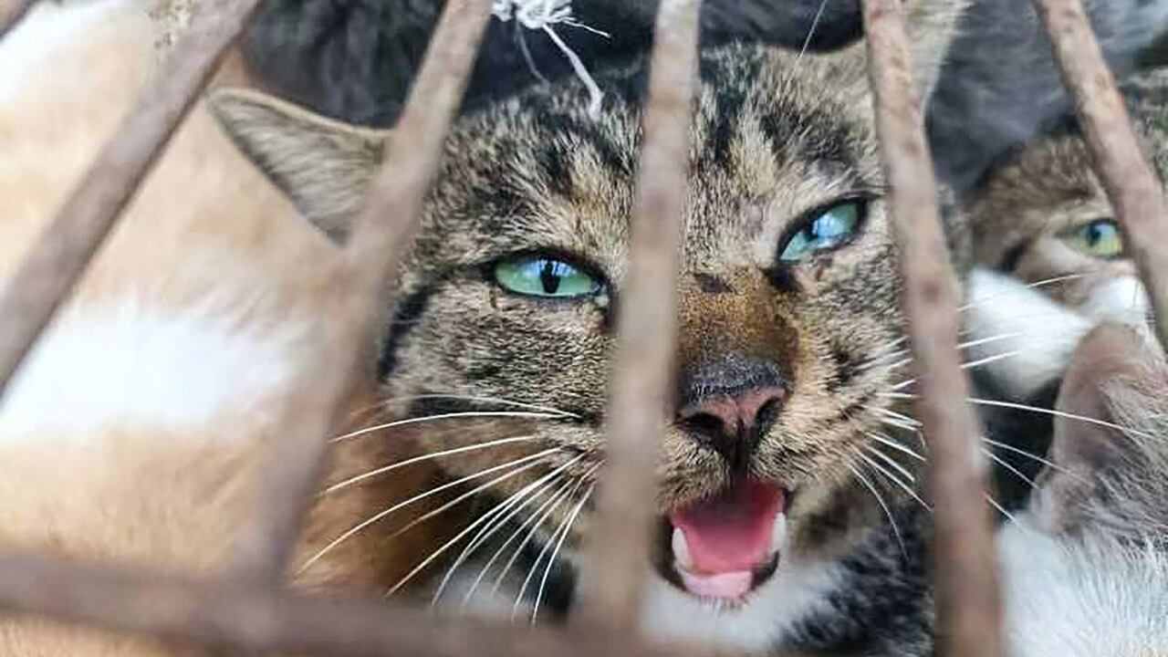 Gatos rescatados en China
