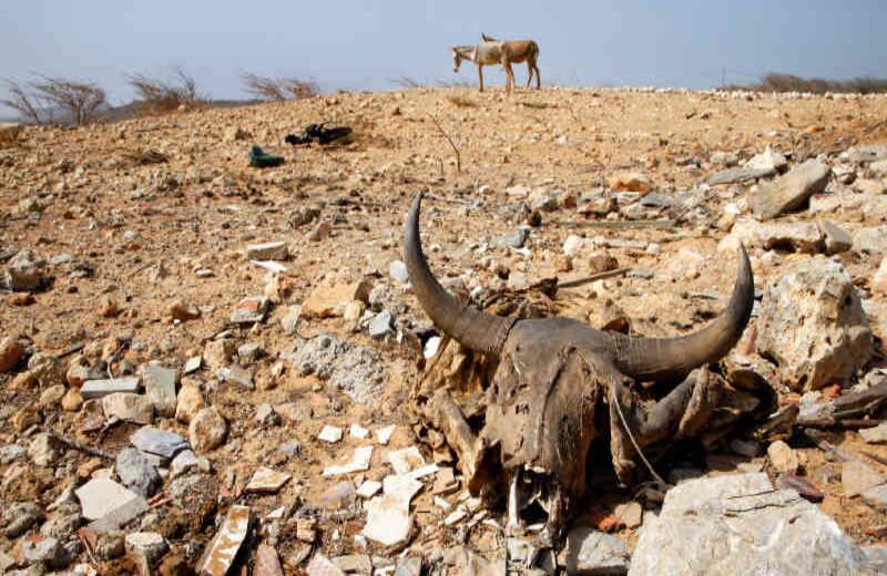 Hambre en La Guajira. En febrero, un equipo de SEMANA recorrió cerca de 700 kilómetros de vías y trochas del departamento de La Guajira, así como los  corregimientos de Tawaira, Siapana, Punta Espada, Nazareth, Castilletes y La Flor. Lo que encontró fue desolador: la miseria, el hambre y la sed son el pan de cada día. En lo que va del año se han reportado 87 muertes de menores de edad por desnutrición en ese departamento. 