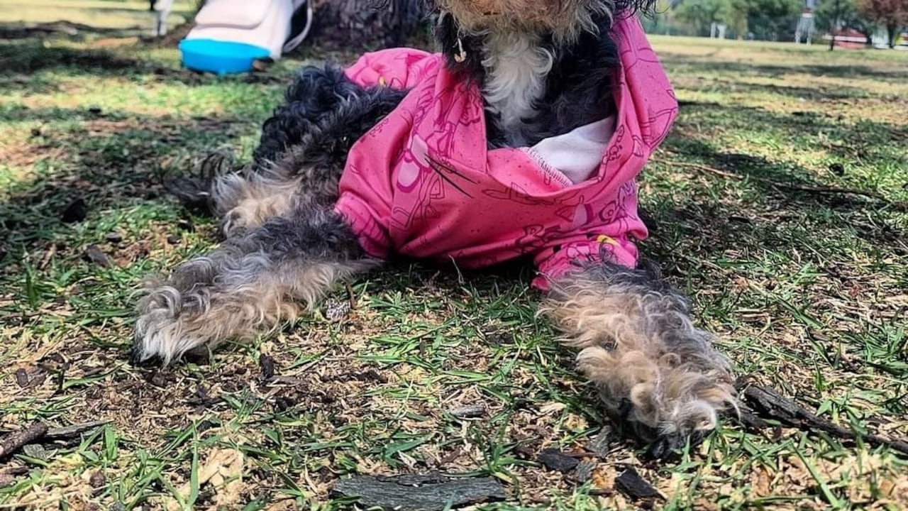 Muñeca, perrita desaparecida